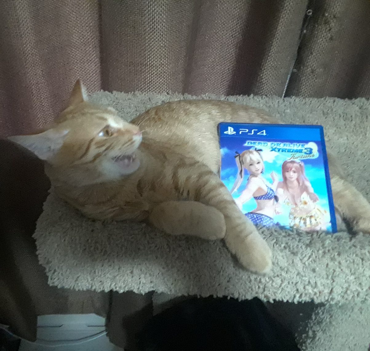 I took this for a thread on 4chan that said to post a picture of your pet with the game closest to you. I think this is the moment he realized his owner is a faggot. - meme