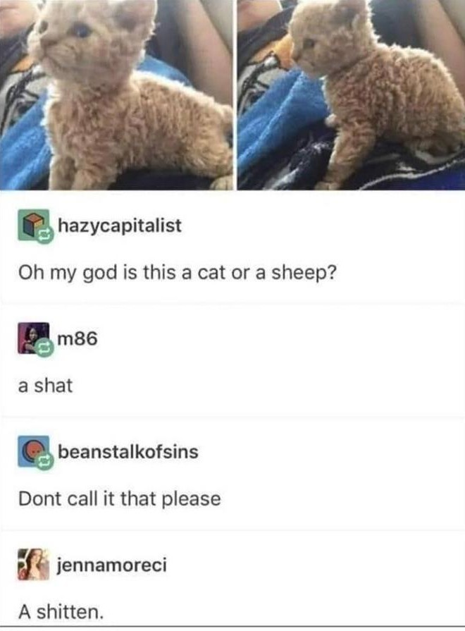 A shitten - meme