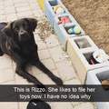 Rizzo is the favorite dog of mom
