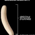 The bananus