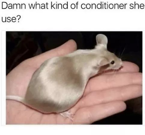 Conditioner - meme