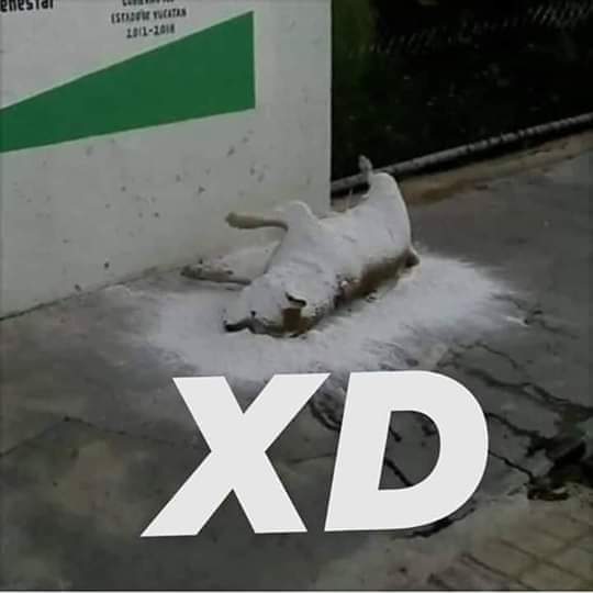 Xd - meme