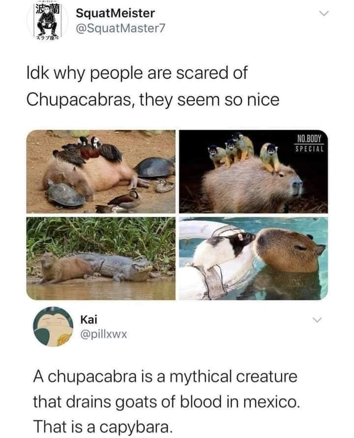 Guess I love chupacabras - meme