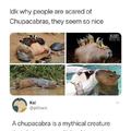 Guess I love chupacabras