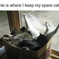 Spare cats