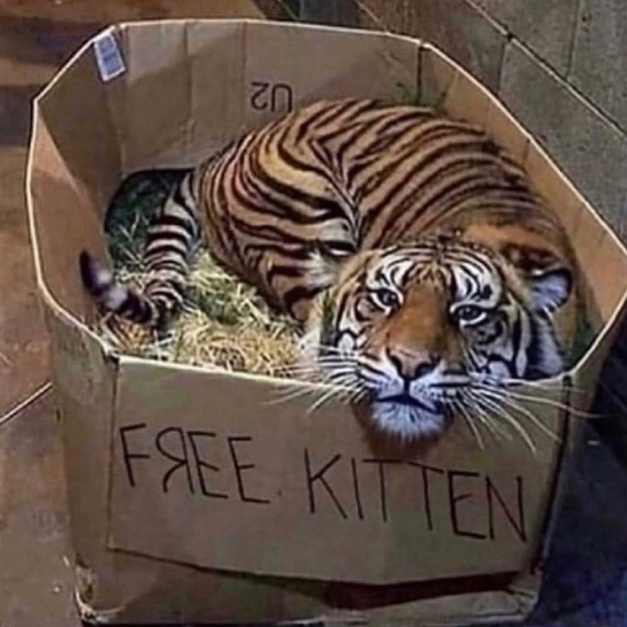 free death kitten? - meme