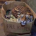 free death kitten?