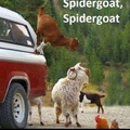 the new prophecy is amazed with this goat. he is the next generation of Spiderman.