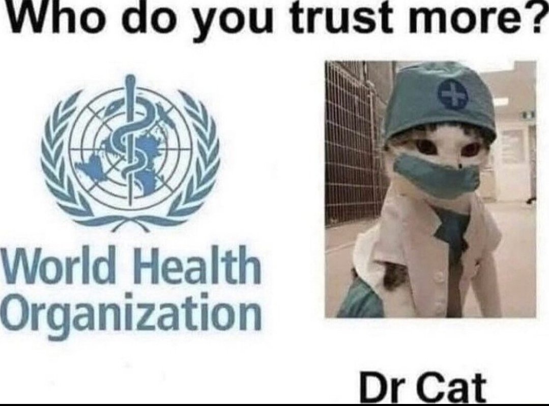Dr. Cat - meme