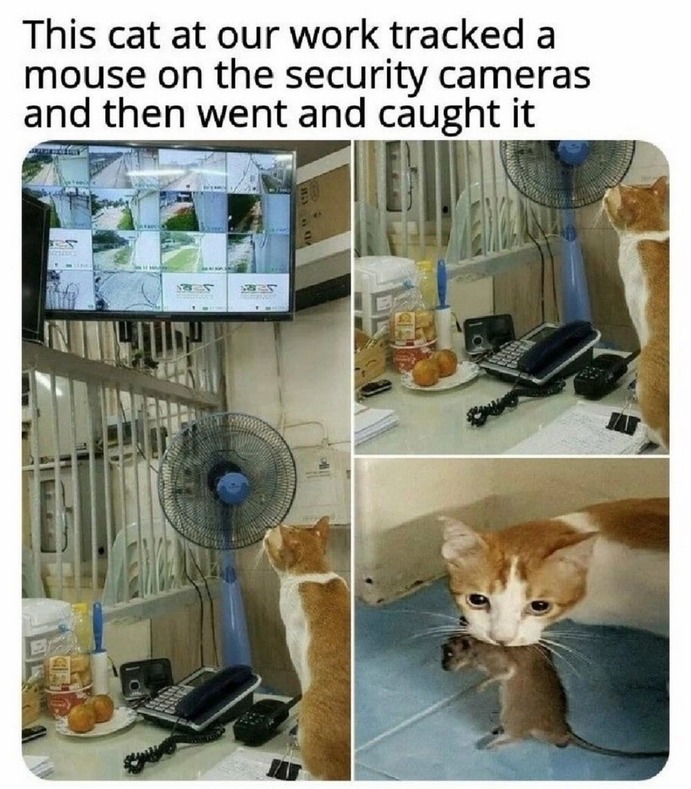 Badass Cat - meme