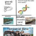 el puto tiiktalik inadio la tierra este es el ultimo meme de la evolucion okay?