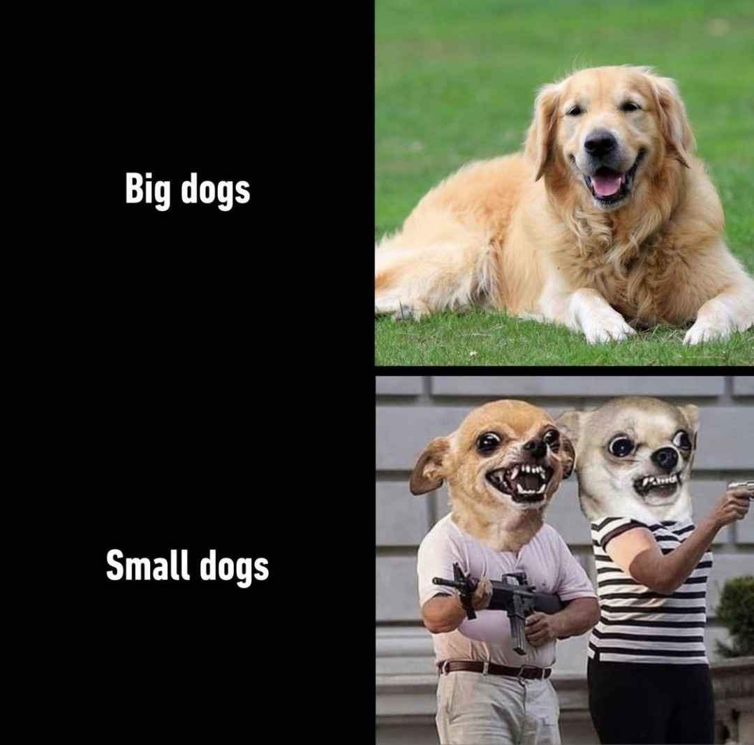 Big dogs vs small dogs - meme
