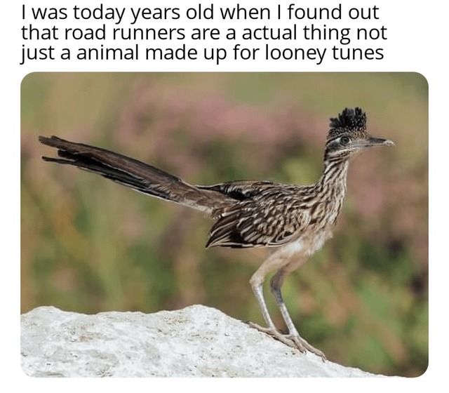 This is a road runner - meme
