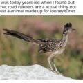 This is a road runner