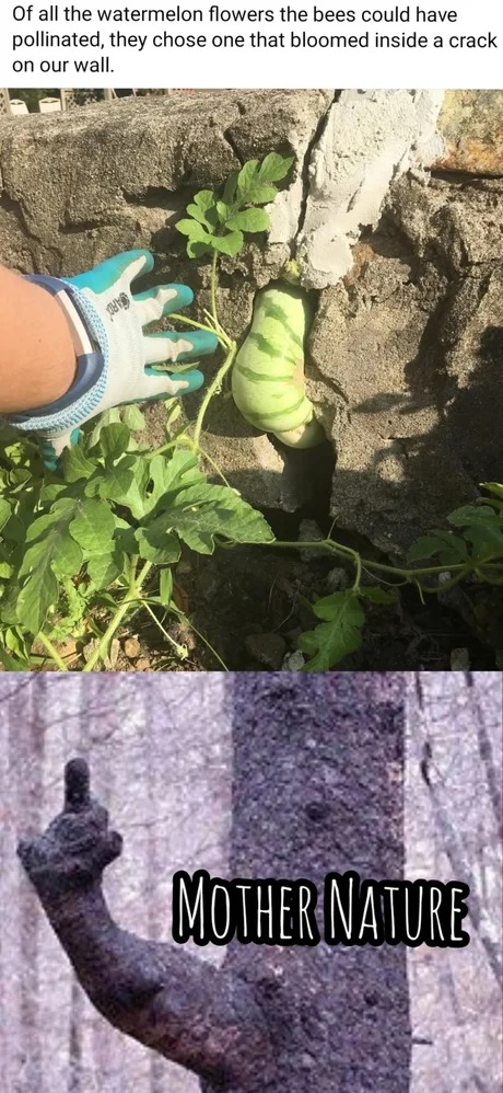 Watermelon flower - meme