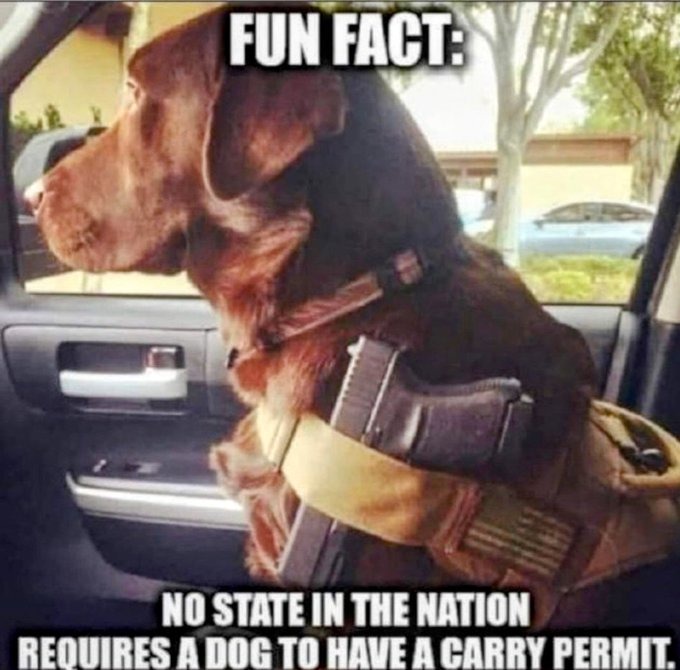 circumvent the law. It's your emotional support glock - meme