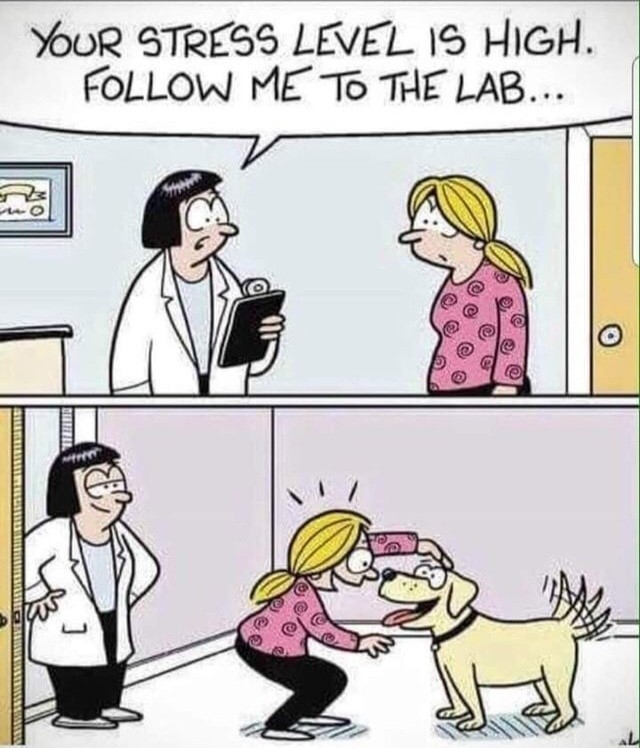 Calling Dr. Doggo - meme