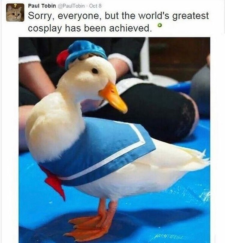 the real Donald Duck - meme