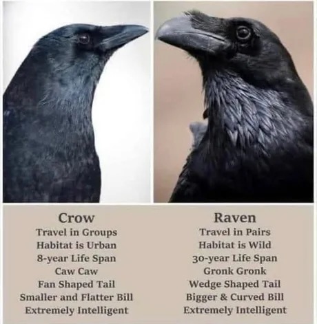 Crow and Raven differences - meme