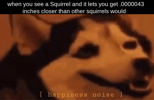 some squirrels are nice - meme