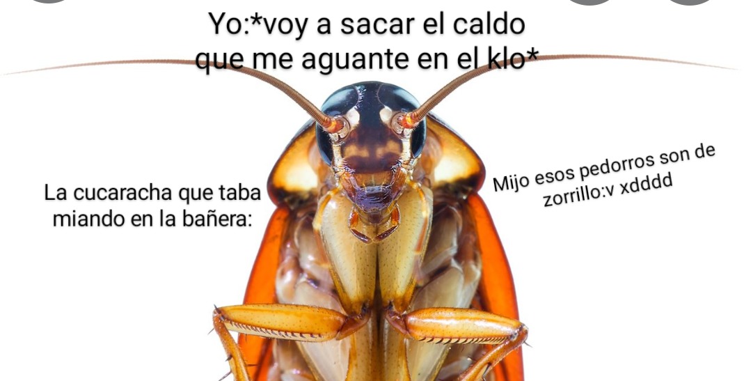 Watafak las cucarachas hablan, contexto:es foto de de gugle le hice screenshot y la edite - meme