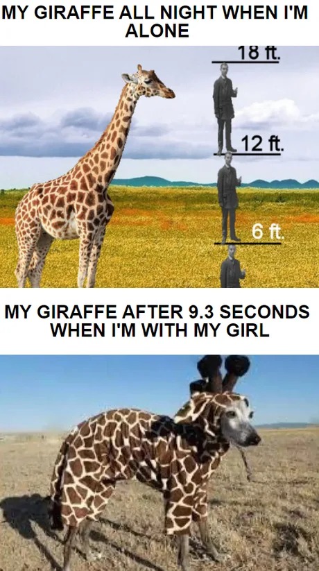 My giraffe - meme
