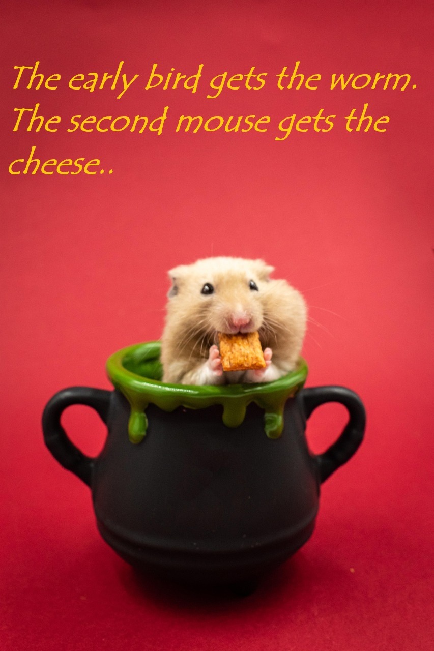 Mouse meme