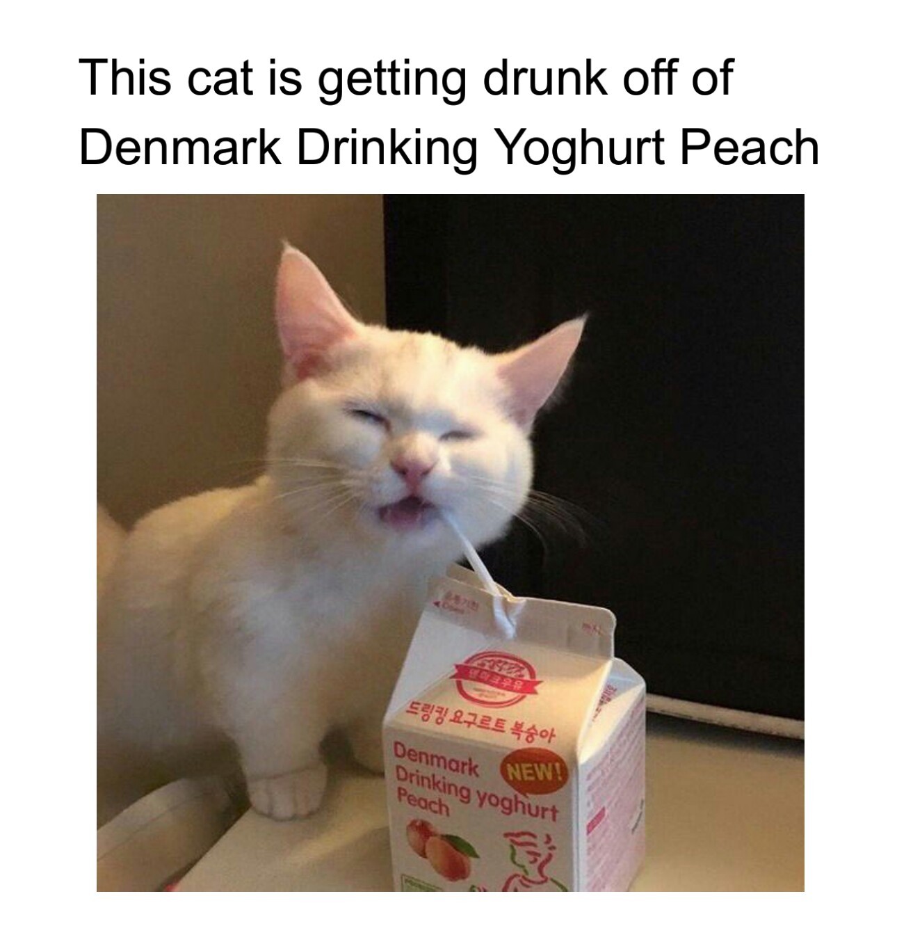 Reply to all comments with "Drink up catto" - meme