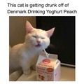 Reply to all comments with "Drink up catto"