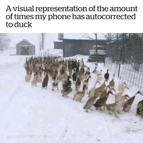 Ducking hell! - meme