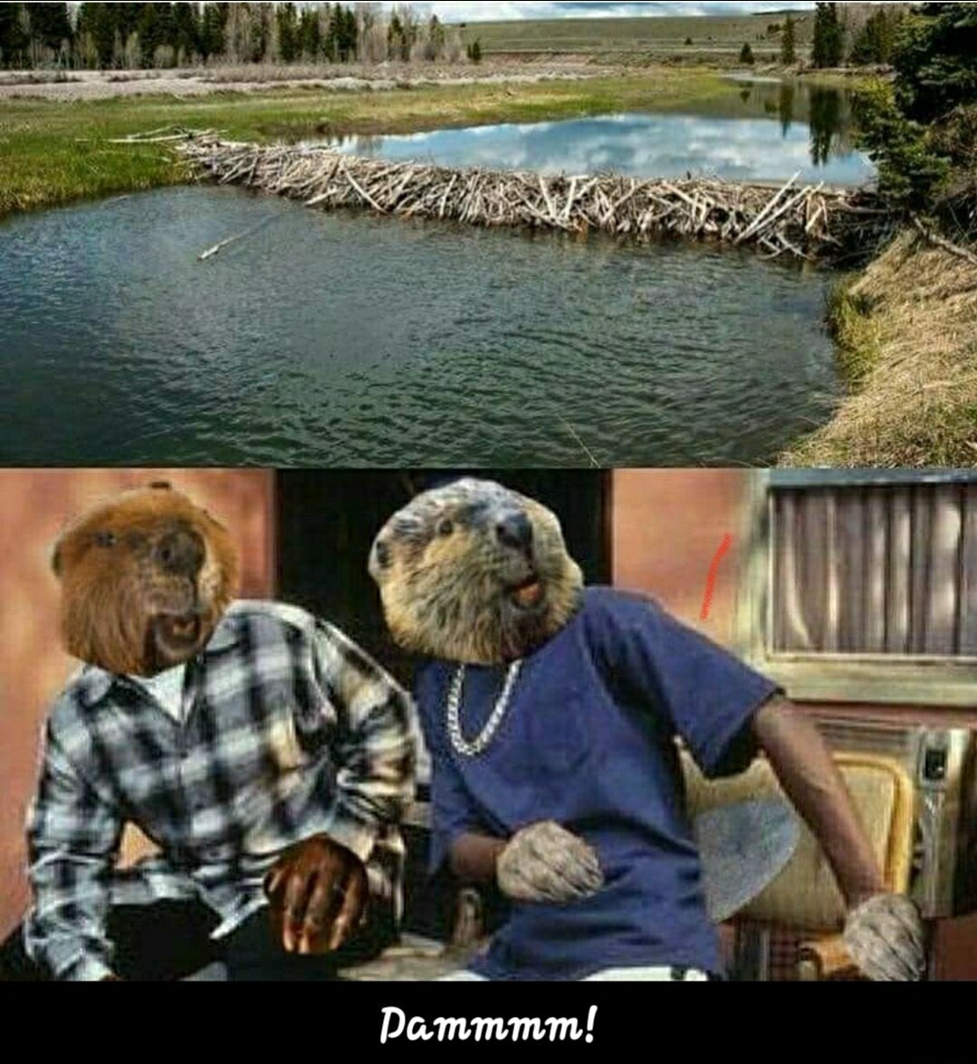 Beaver memes really are a thing now? Lmao