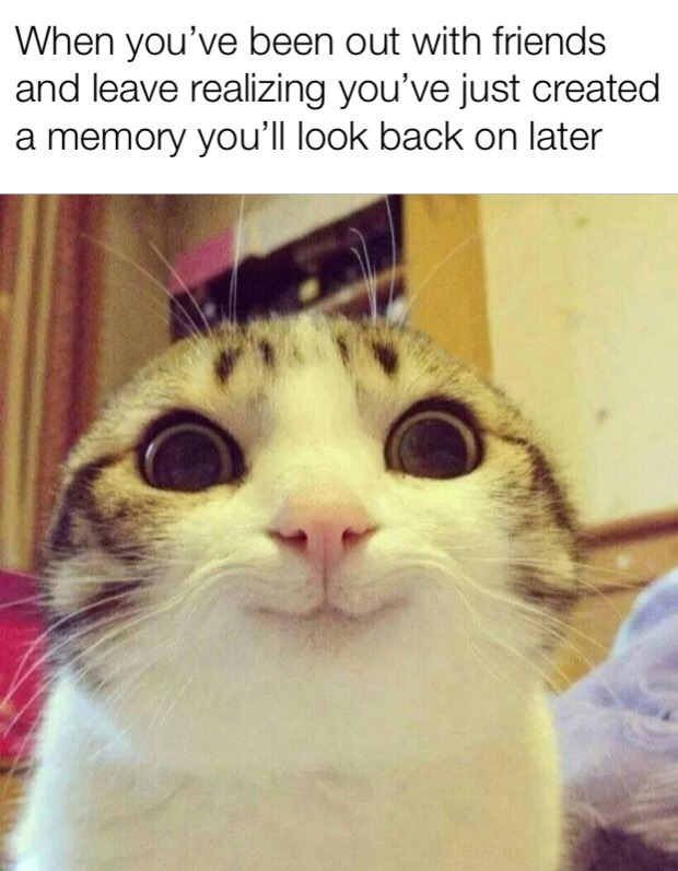 Cat friends - meme