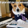 Lawyer Dog