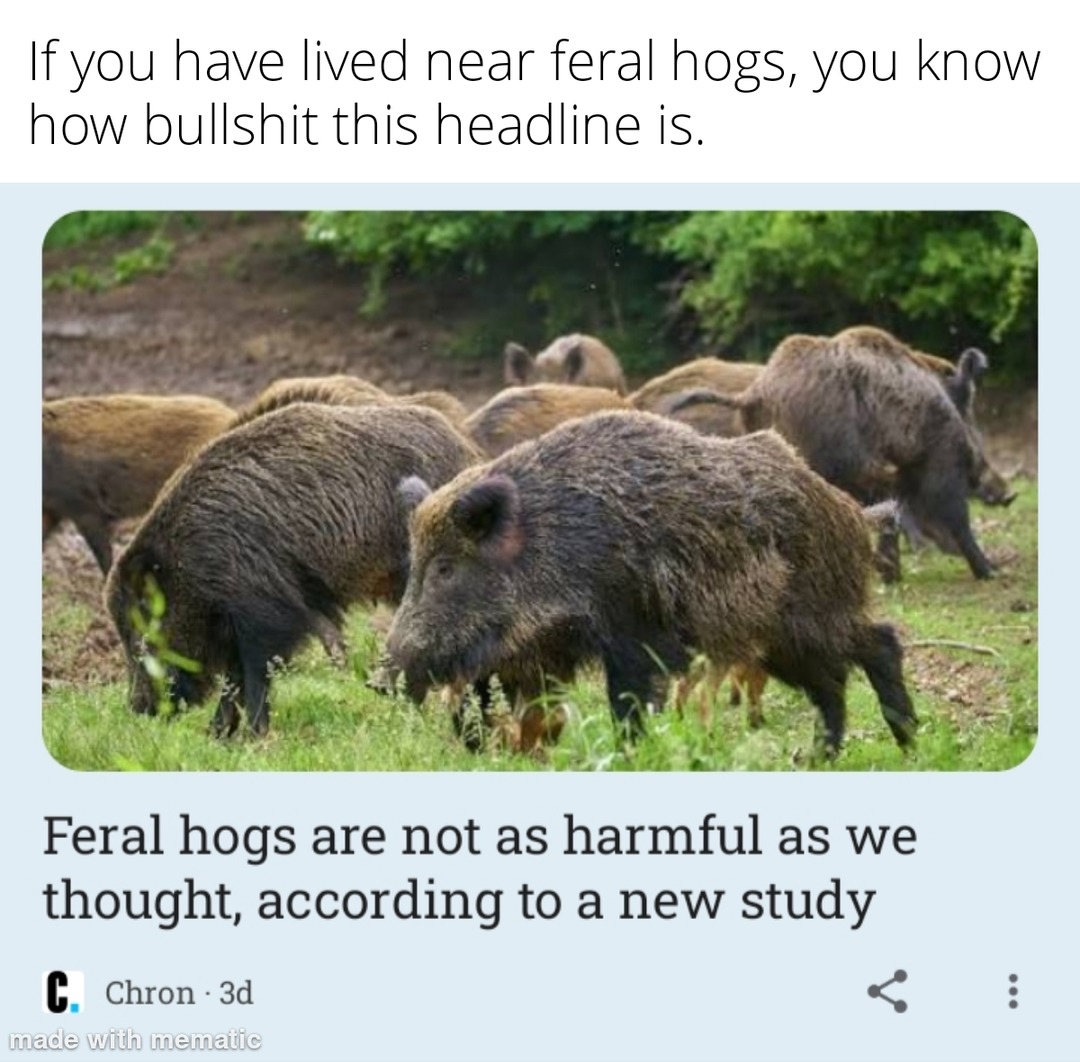 Boars are dangerous to people and crops - meme