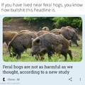 Boars are dangerous to people and crops