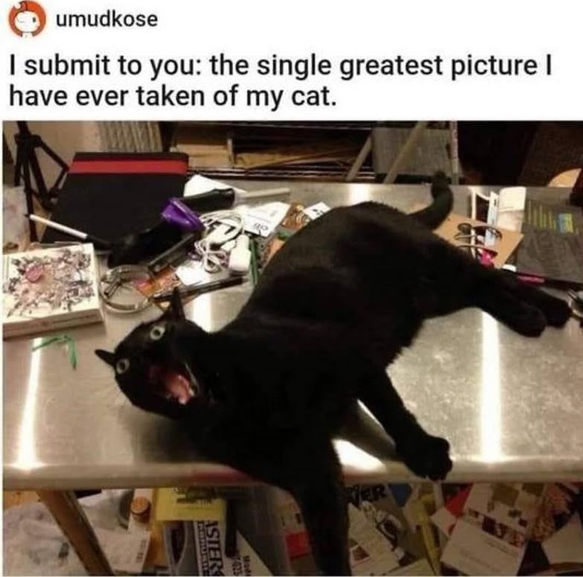 Behold the single greatest photo ever taken of my cat - meme