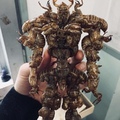 it’s a creature made from cicada shells