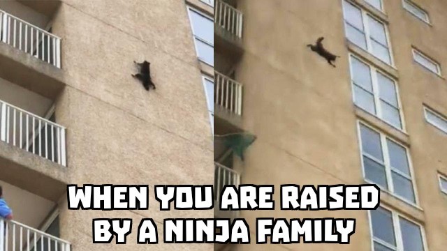 Ninja Cat - meme
