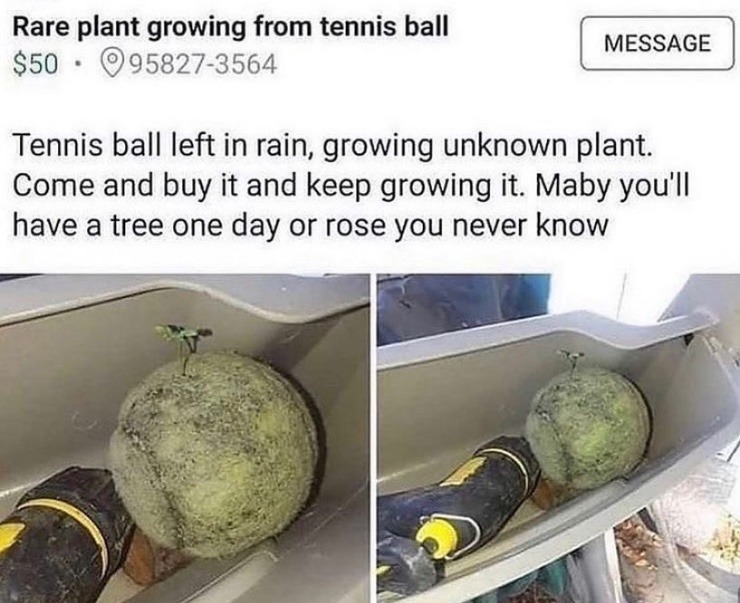 tennis plant - meme