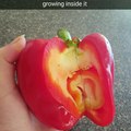 Capsicum = bell pepper