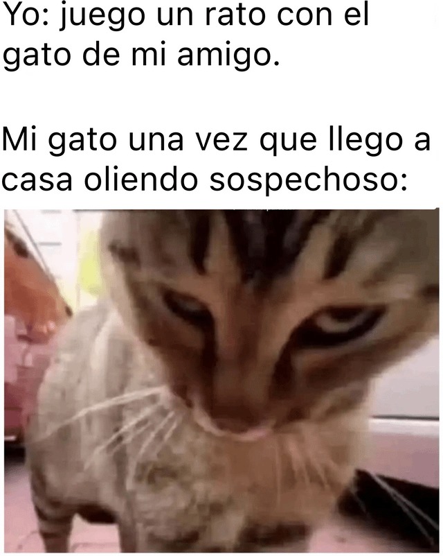 Meme de gato celoso