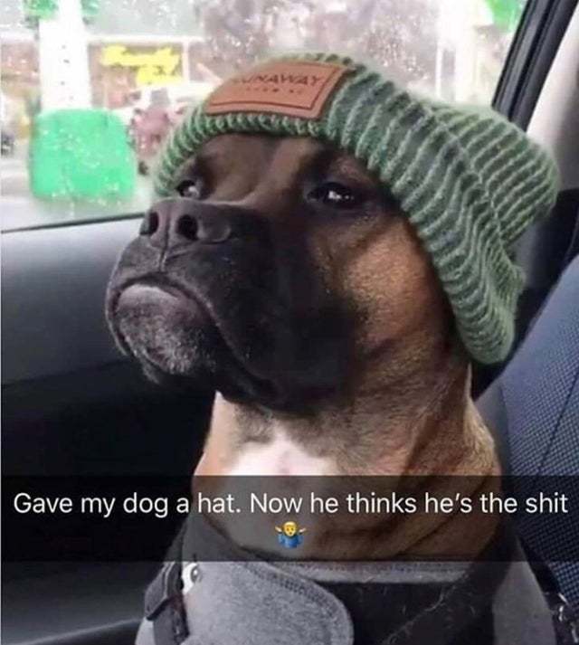 Cool dog - meme