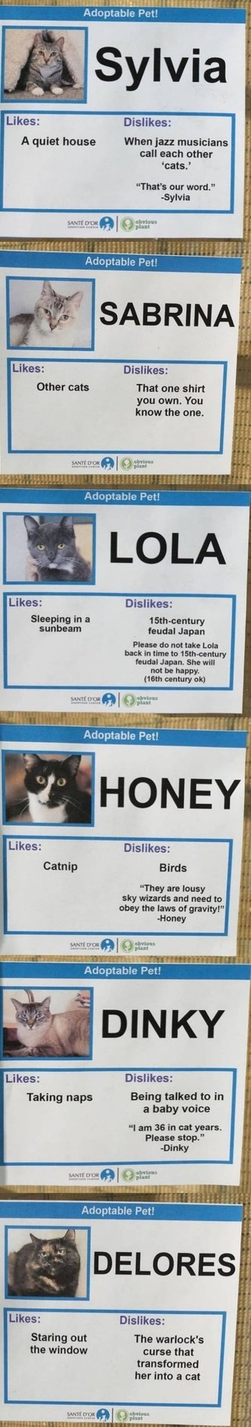 Honest adoptions - meme