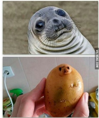 Potato Seal - meme