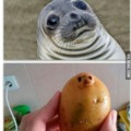 Potato Seal