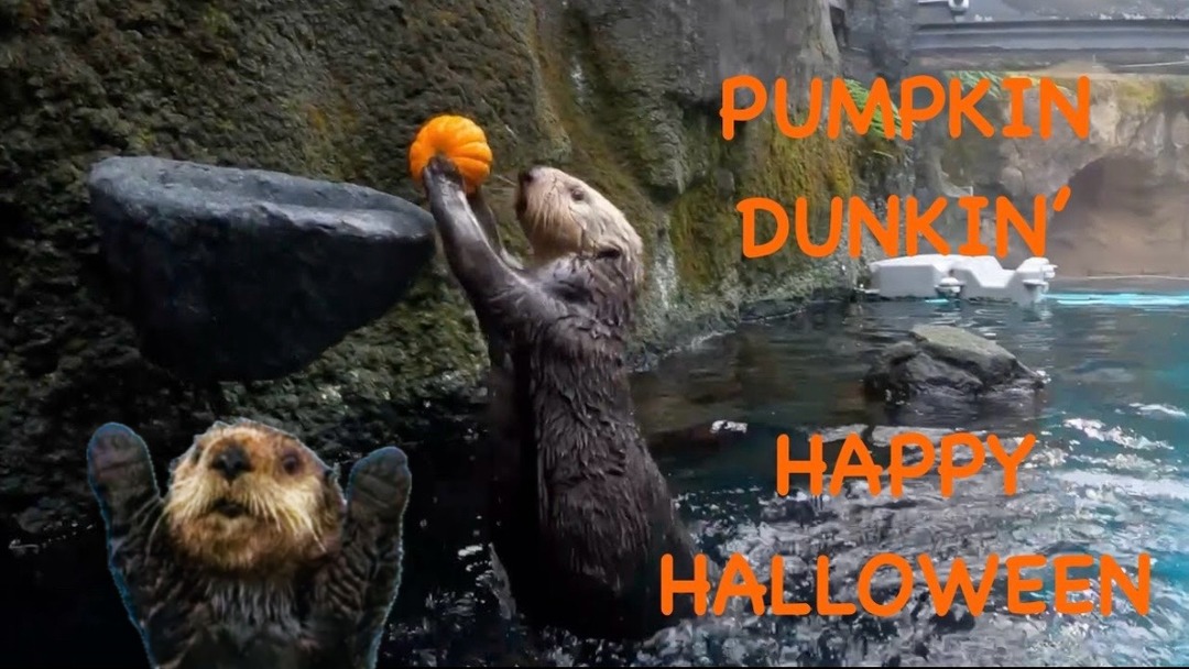 IN OTTER NEWS - meme