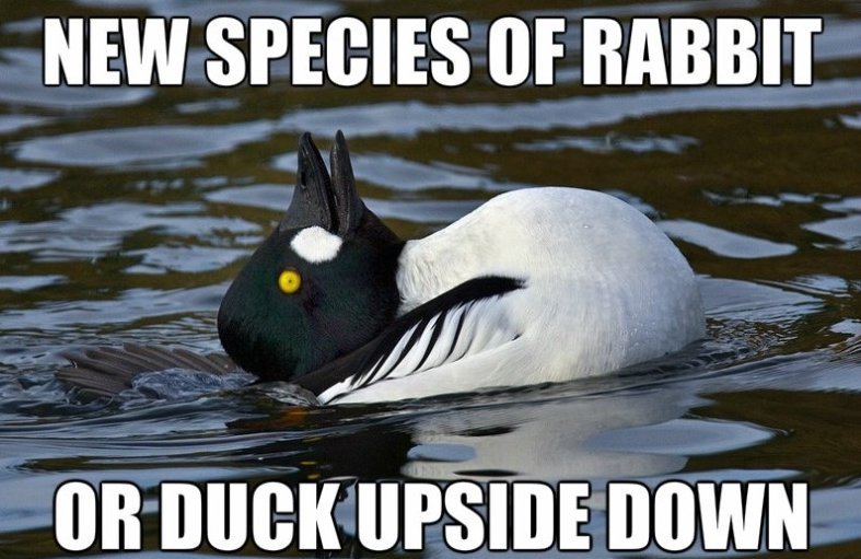 Duck duck goose - meme