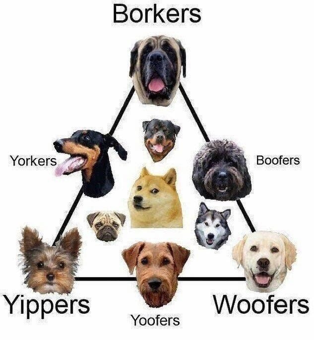 Know your doggos - meme