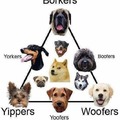 Know your doggos