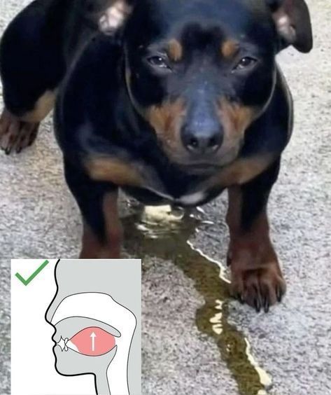 No sé por qué siempre me rio al ver esta imagen - meme